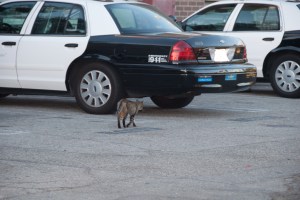 A Working Cat at the Los Angeles Police Department. Photograph courtesy of David Newey.