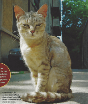 Working Cat from Cat Fancy